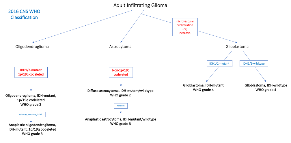 Updates In Glioma And Meningioma Classification – WHO 2021 & New ...