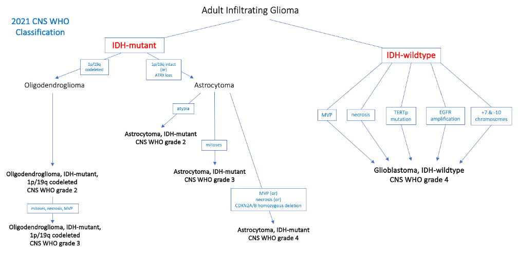 Updates In Glioma And Meningioma Classification – WHO 2021 & New ...
