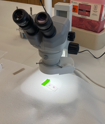 Photograph of dissection scope used.